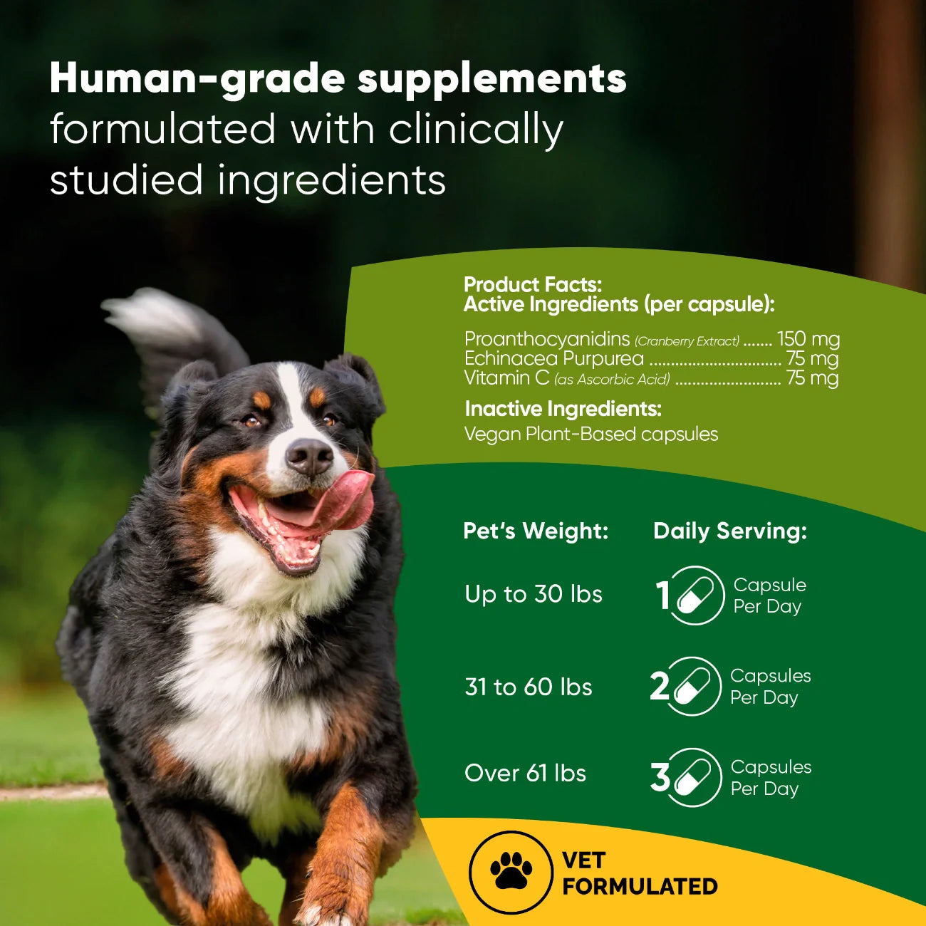 Urinary & Bladder Support Supplement for Dogs — Cranberry, Echinacea & Vitamin C
