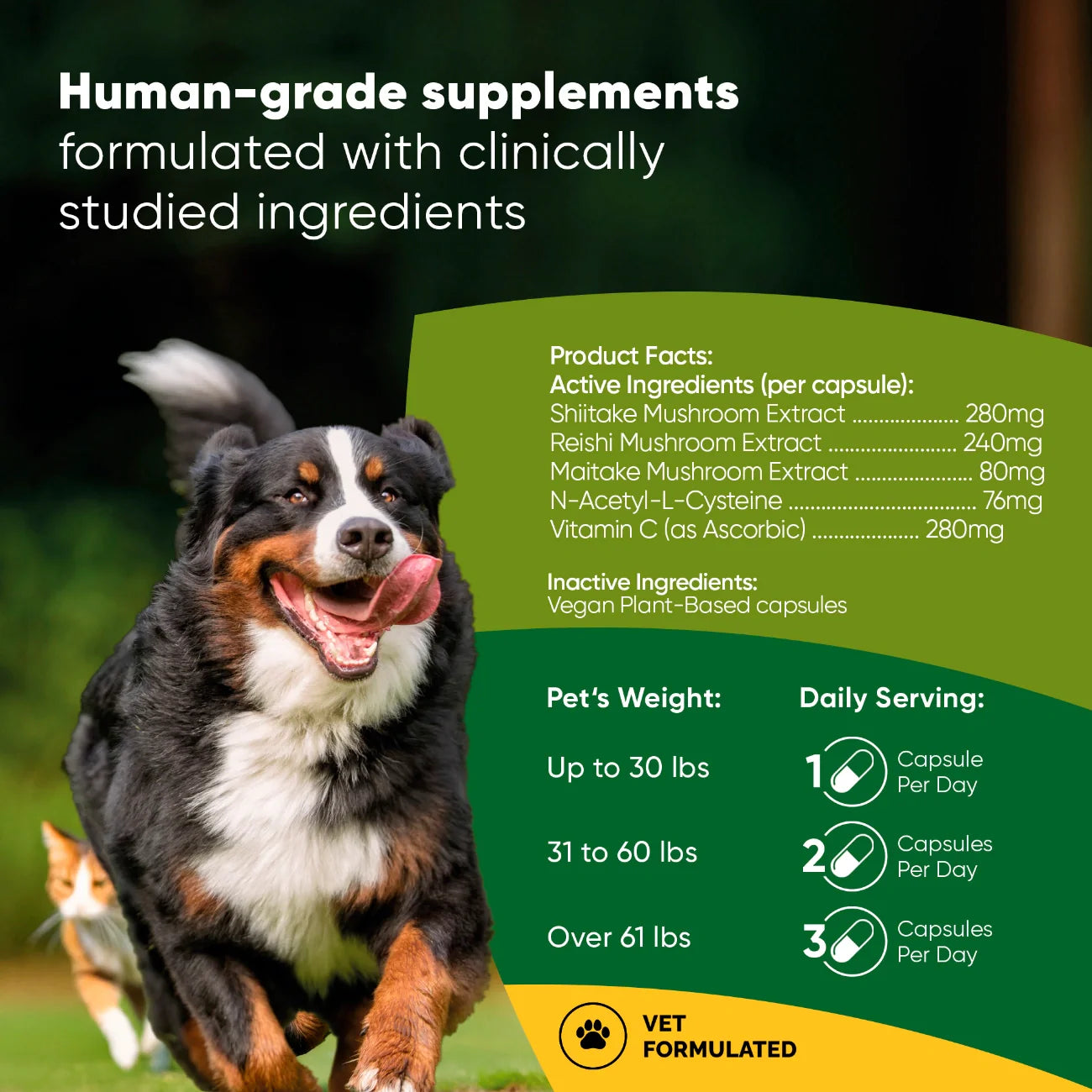 Natural Immunity Supplement for Dogs & Cats – Reishi, Shiitake & Maitake Mushroom Blend