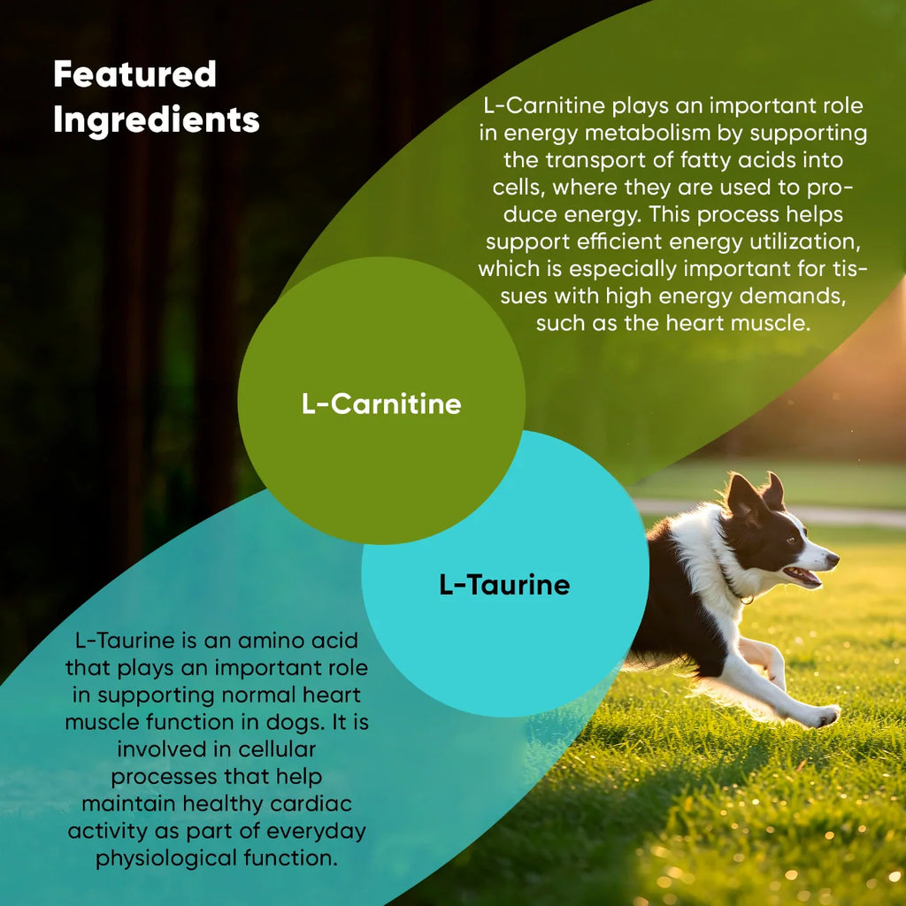 Cardio Support Supplement for Dogs – L-Carnitine & L-Taurine Heart Health Formula